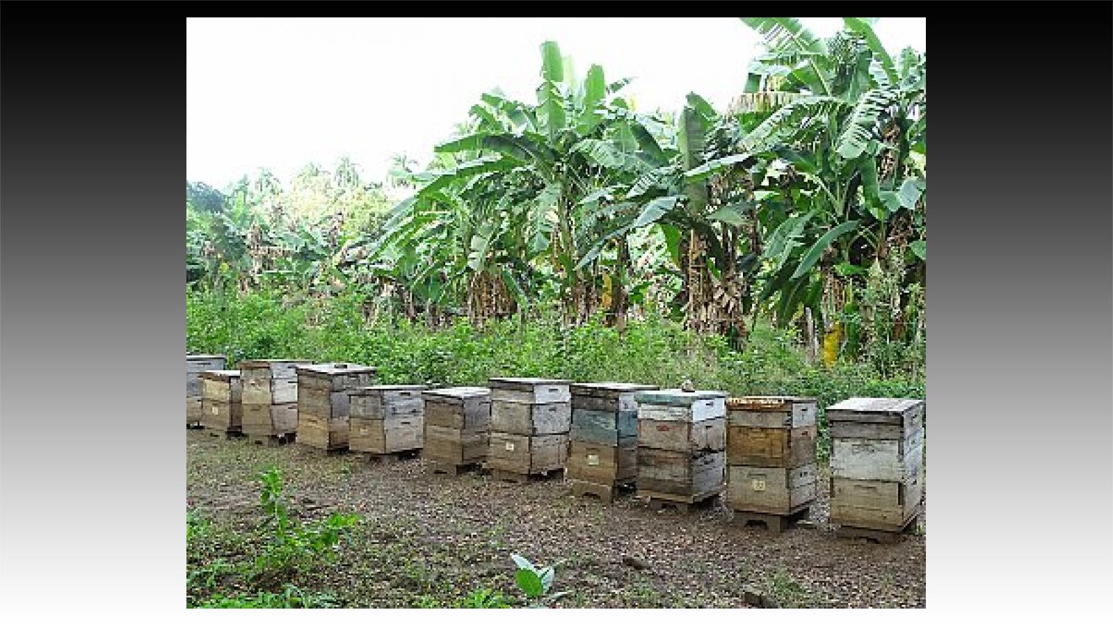 Des apiculteurs constatent une perte de production de miel à cause