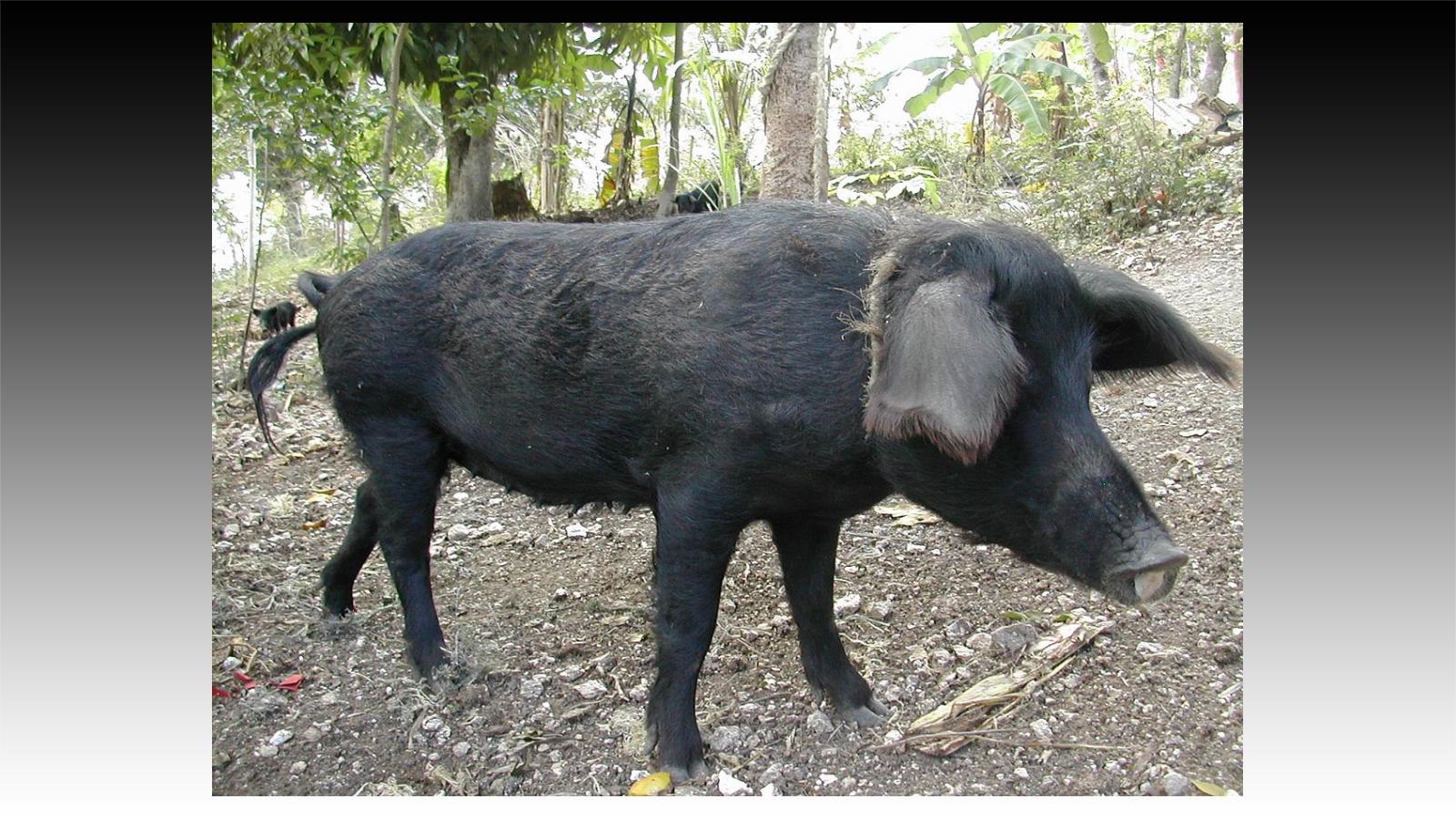 Le Cochon Créole Le Cochon Créole